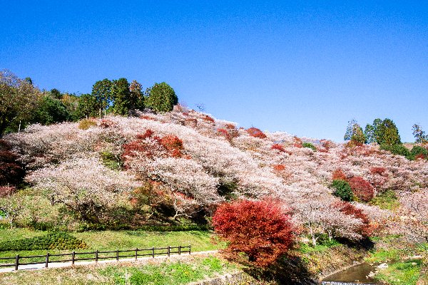 Du khách đến thành phố Toyota sẽ được chiêm ngưỡng hoa anh đào Shikizakura nở đến hai lần trong một năm, lần đầu tiên vào mùa xuân và lần thứ hai vào mùa thu